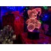 Сменная пластина для 3D светильников "Мишка (новогодний)" 3DTOYSLAMP Сменная пластина для 3D светильников "Мишка (новогодний)" 3DTOYSLAMP